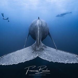 Baelen - Baleine