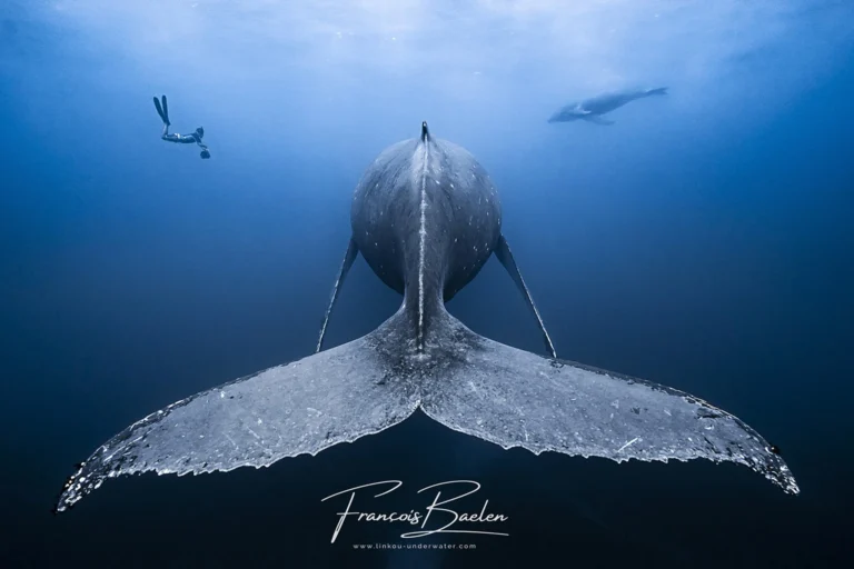 Baelen - Baleine