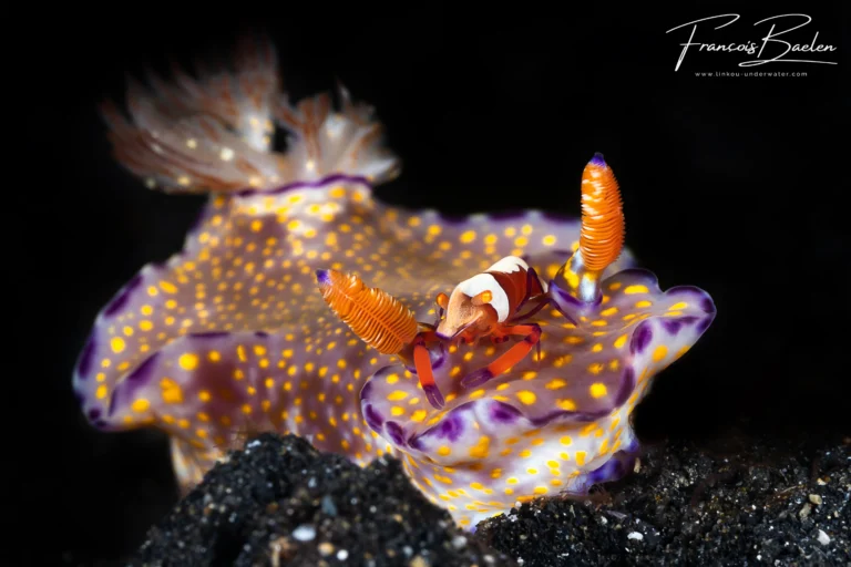 Baelen - Nudibranche