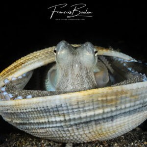 Baelen - Poulpe