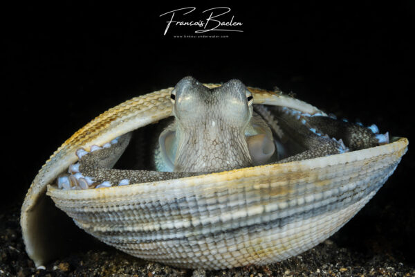 Baelen - Poulpe