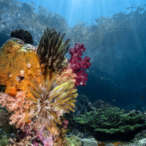 Baelen - Corail