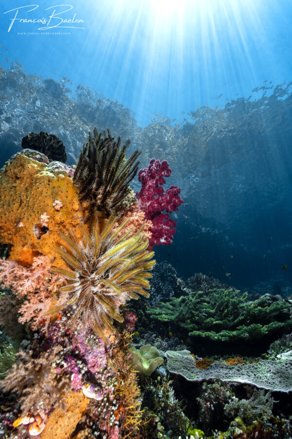Baelen - Corail